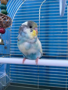 Пташенята хвилястих папуг!