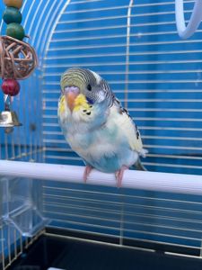 Пташенята хвилястих папуг!