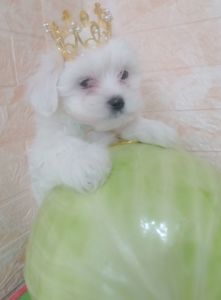 Цуценята мальтійської болонки