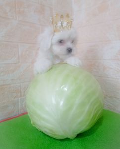 Цуценята мальтійської болонки