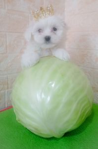 Цуценята мальтійської болонки