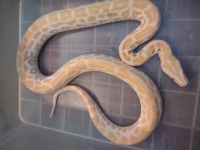 продається тигровый питон