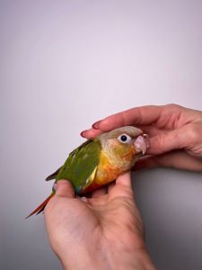 Ручний піррура викормиш, моленуа, пірурка, папуги з кільцем та днк тестом