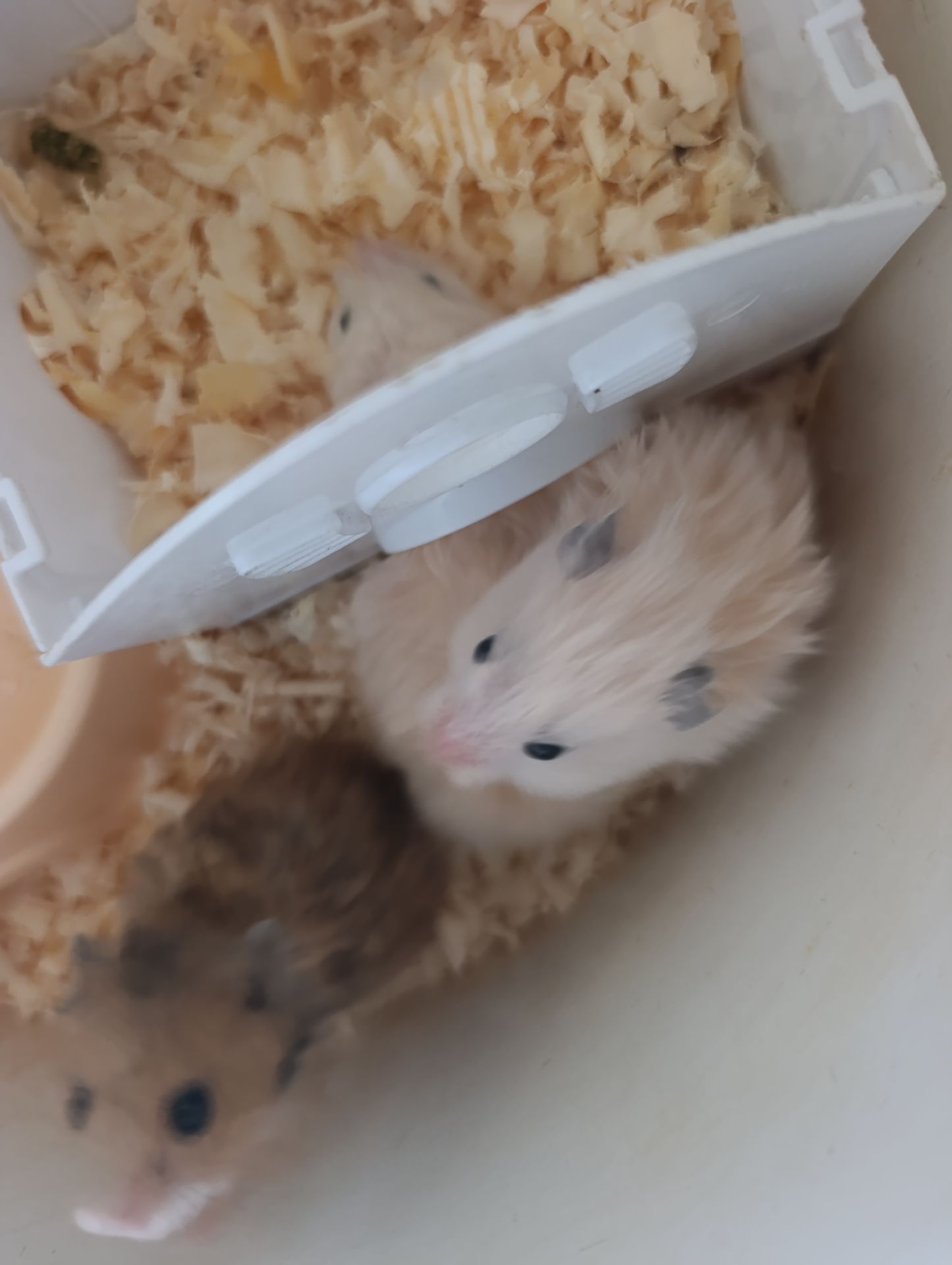 Сірійські маленькі хомячки