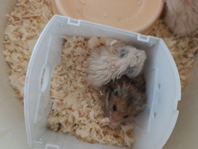 Сірійські маленькі хомячки
