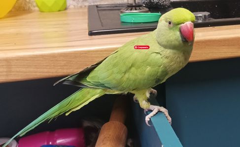 Ожерелова папуга, дівчинка