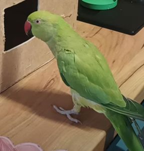 Ожерелова папуга, дівчинка