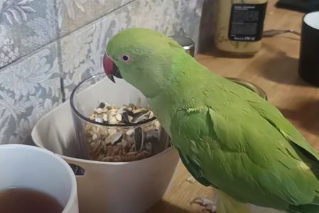 Ожерелова папуга, дівчинка