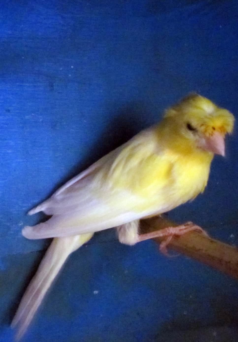 Продам кенаря