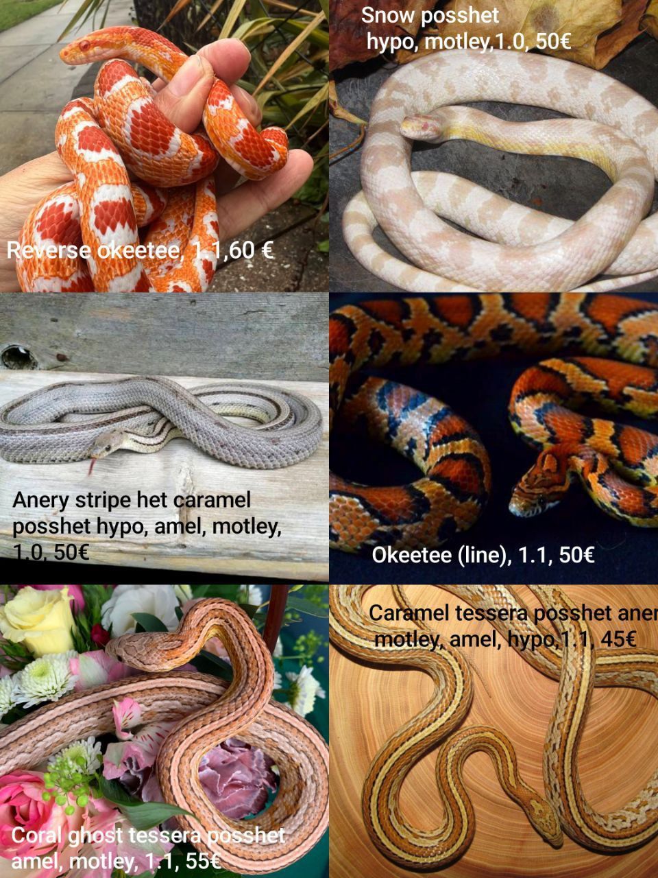 Маїсовий(маїсовий) полоз, малюки 2025 року, маїсовий полоз, маисовый полоз, маисик