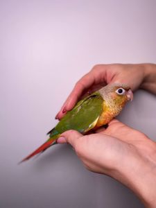 Ручні малюки пірура, пірури різних забарвлень, окільцьовані малюки