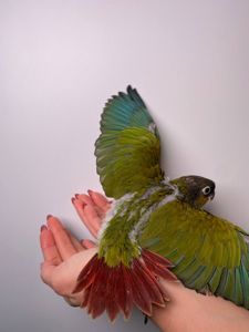 Ручні малюки пірура, пірури різних забарвлень, окільцьовані малюки