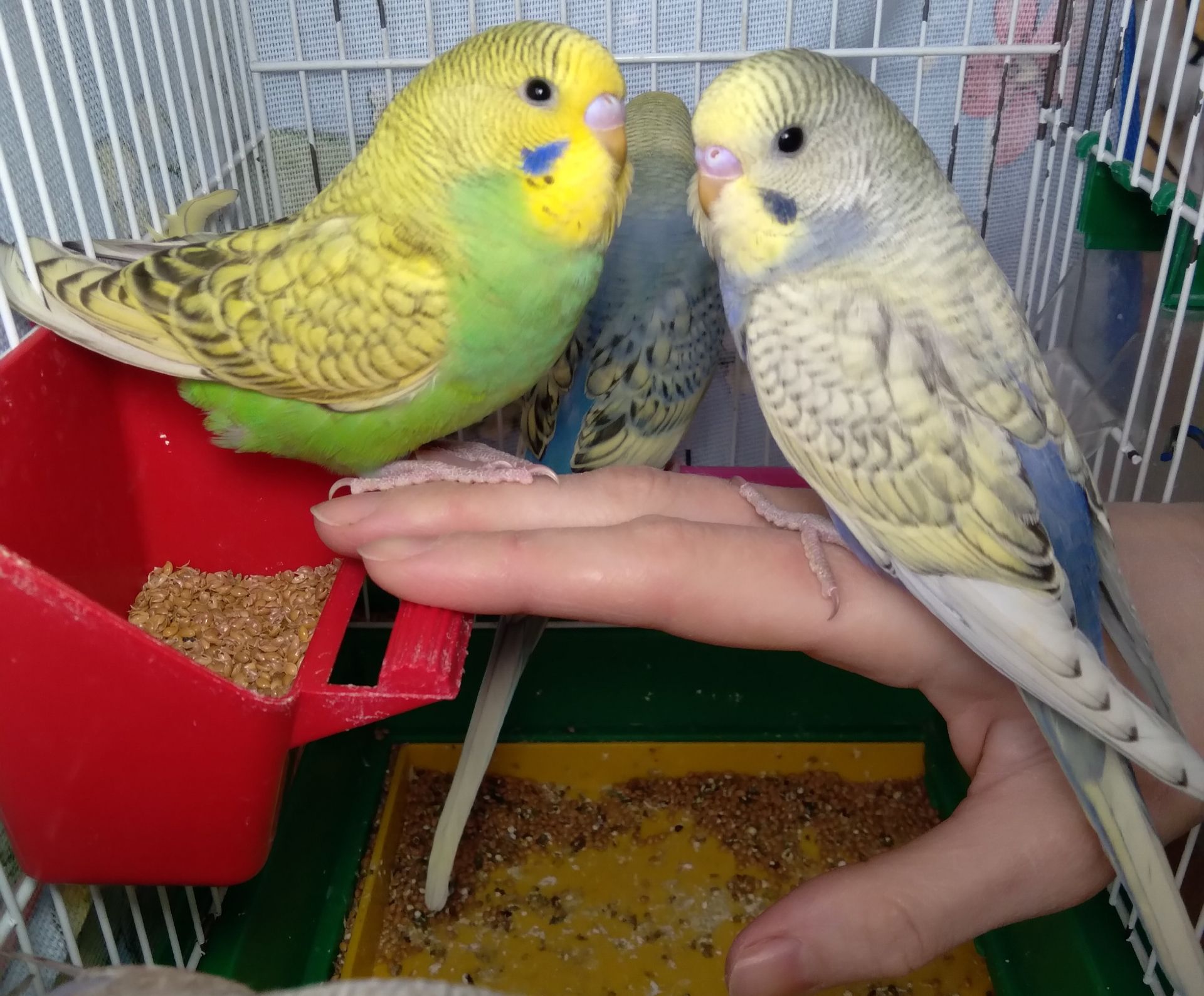 Ручные птенчики волнистые попугайчики