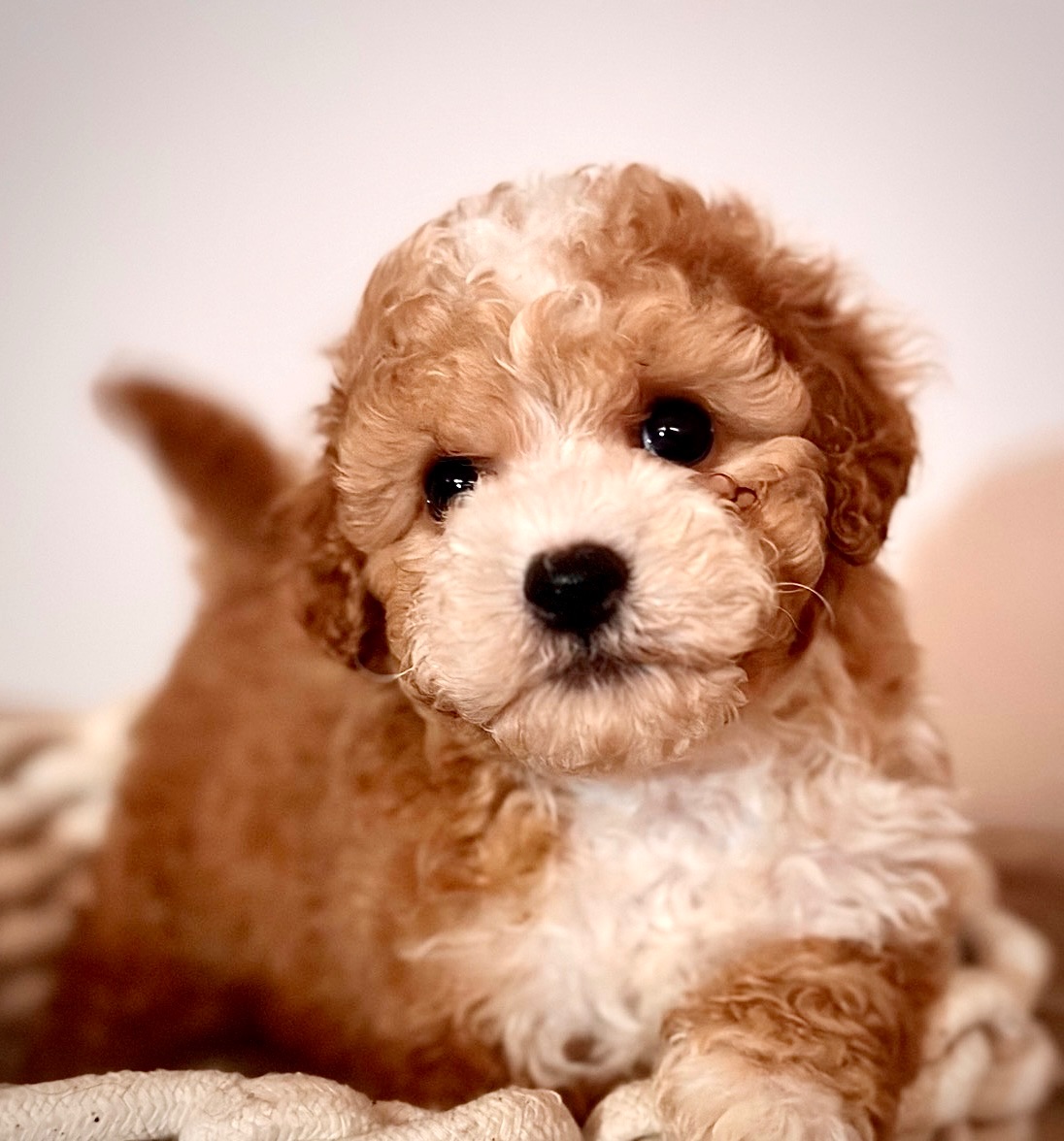 Цуценята Мальтіпу