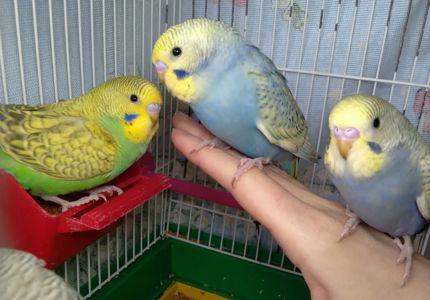 Ручные птенчики волнистые попугайчики