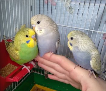 Ручные птенчики волнистые попугайчики
