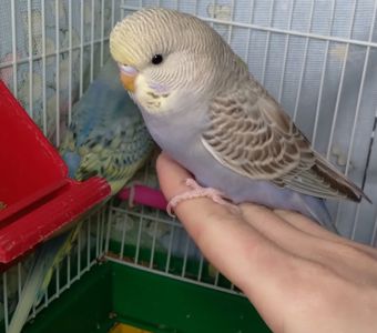 Ручные птенчики волнистые попугайчики