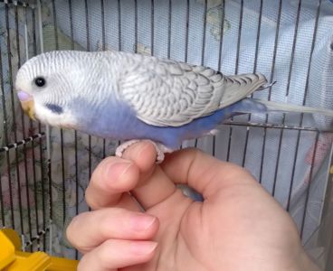 Ручные птенчики волнистые попугайчики