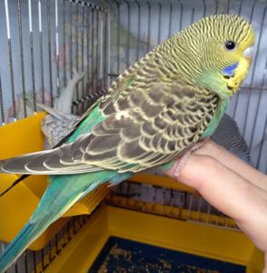 Ручные птенчики волнистые попугайчики