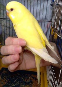 Ручные птенчики волнистые попугайчики