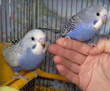 Ручные птенчики волнистые попугайчики
