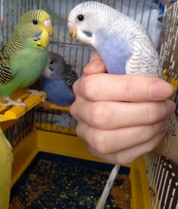 Ручные птенчики волнистые попугайчики