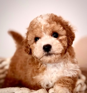 Цуценята Мальтіпу