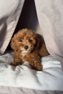 Цуценята Мальтіпу