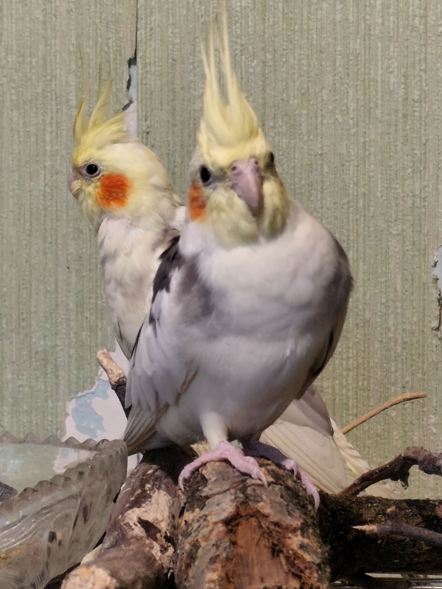 Молодые кореллы 3 птицы