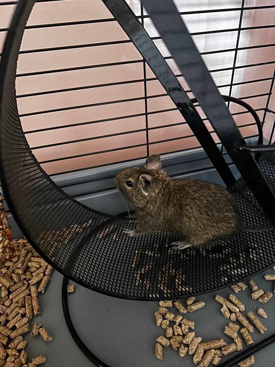 Продаю білочку Дегу з кліткою !