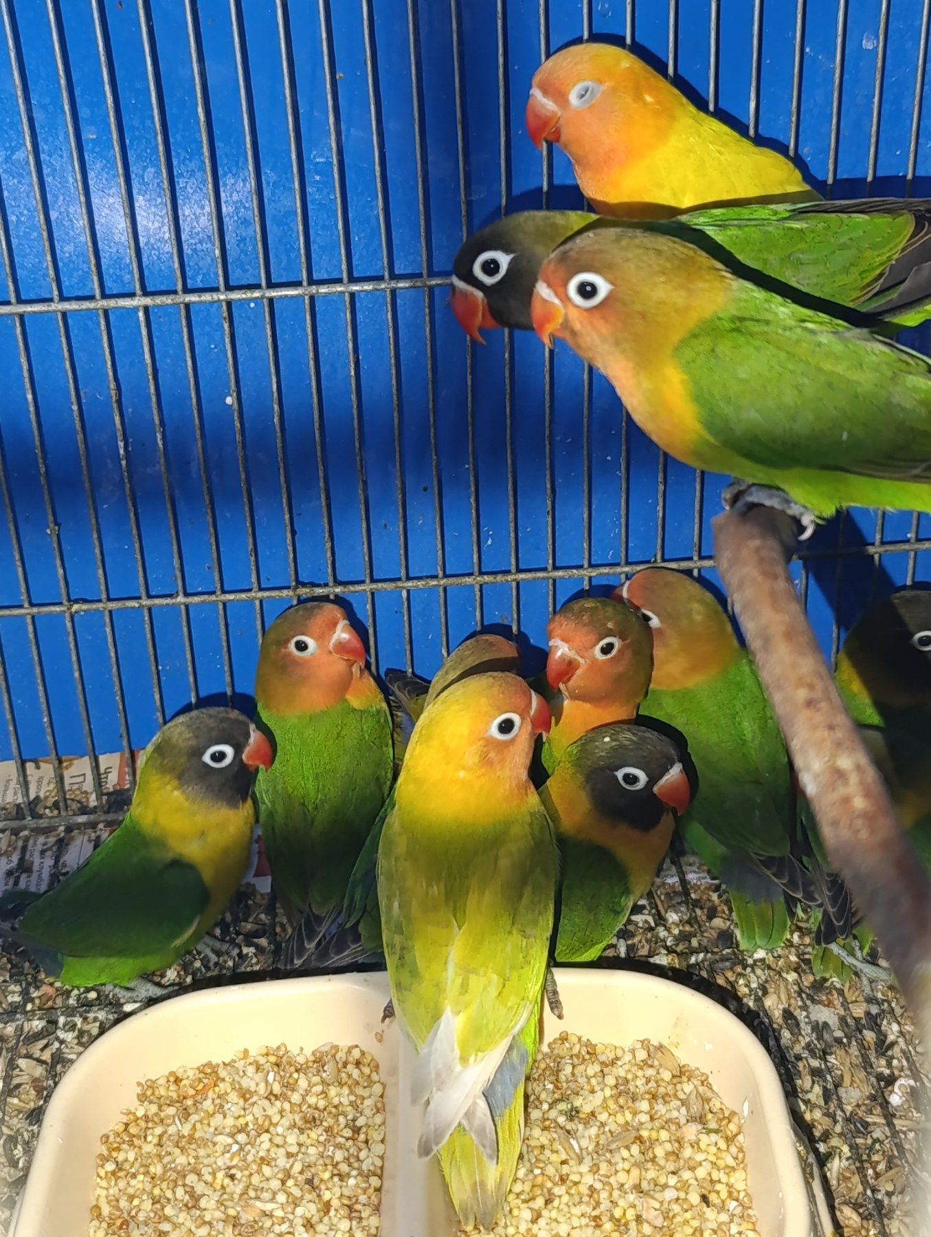 Продам нерозлучники маскові та фішера в м.Рівне