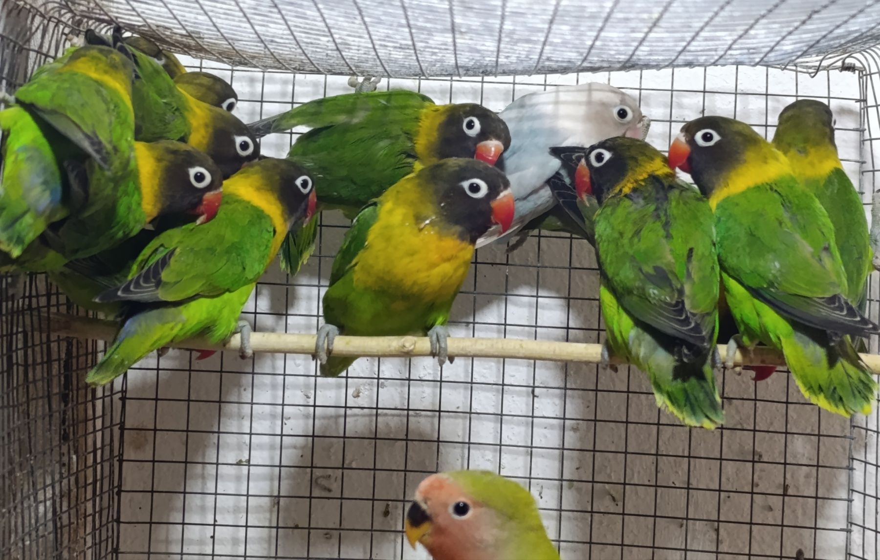 Продам нерозлучники маскові та фішера в м.Рівне