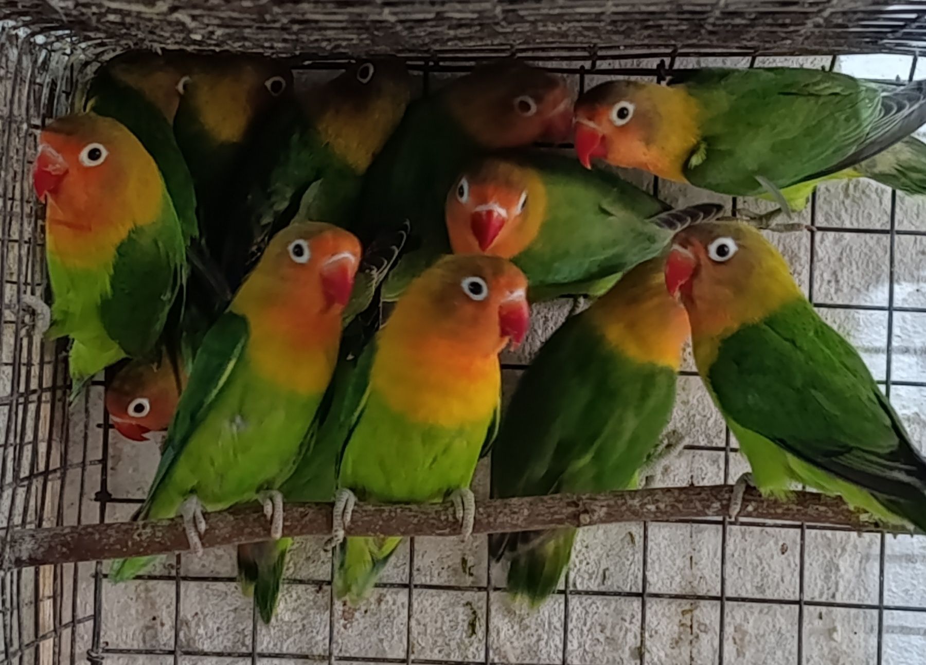 Продам нерозлучники маскові та фішера в м.Рівне