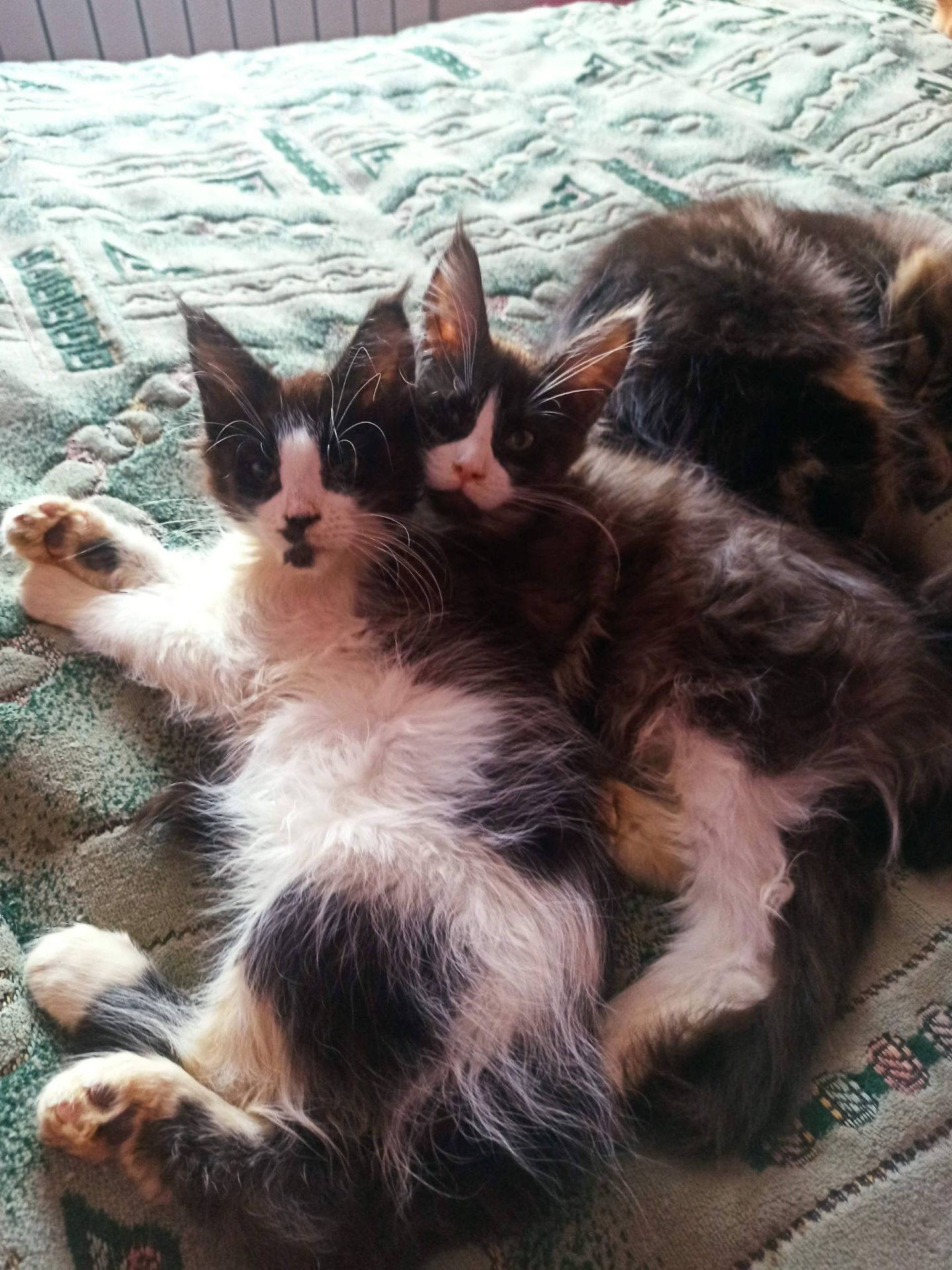 ПРОДАМ ЗА СИМВОЛІЧНІ ГРОШІ МЕЙН-КУНІВ