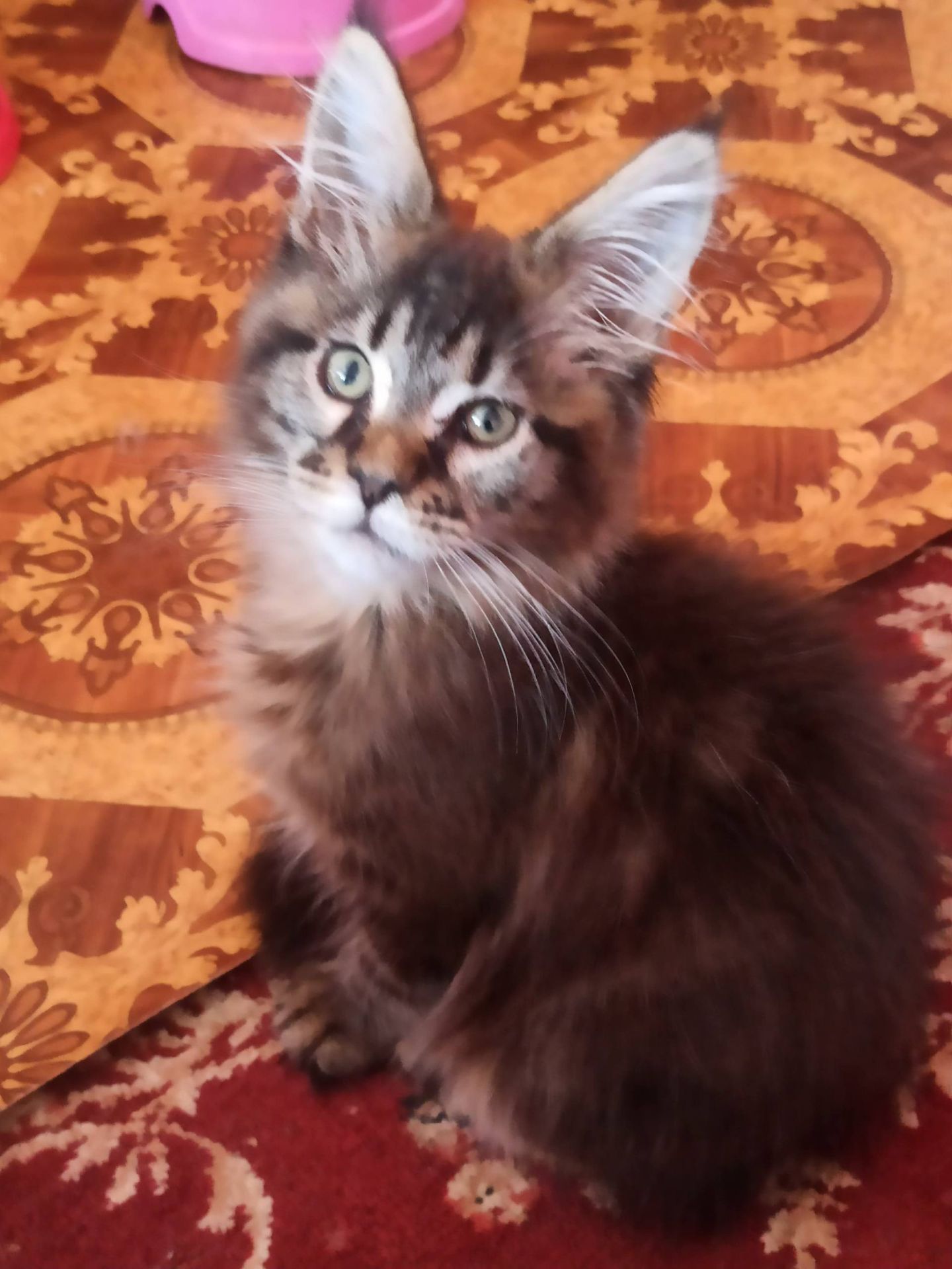 ПРОДАМ ЗА СИМВОЛІЧНІ ГРОШІ МЕЙН-КУНІВ