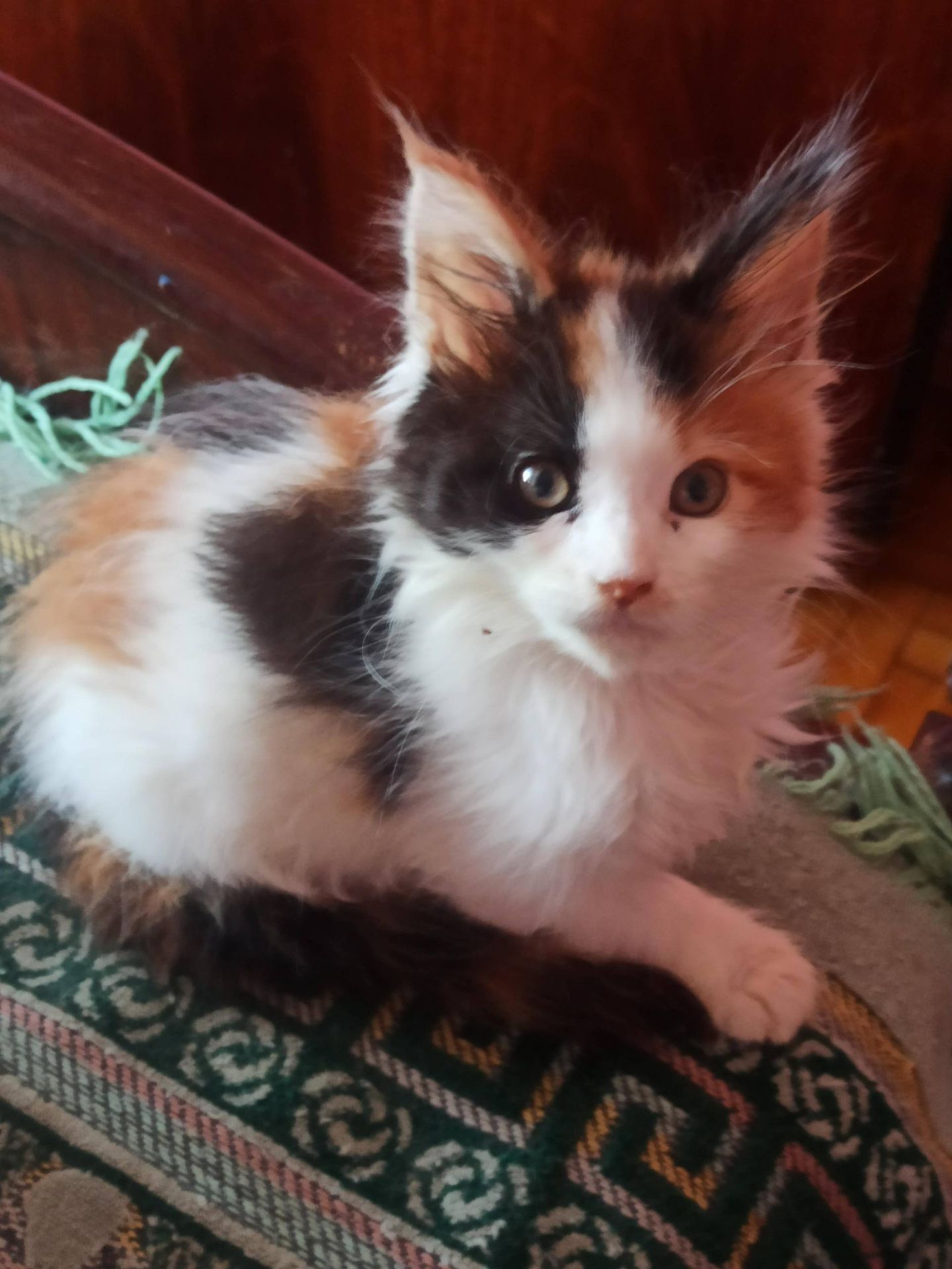 ПРОДАМ ЗА СИМВОЛІЧНІ ГРОШІ МЕЙН-КУНІВ