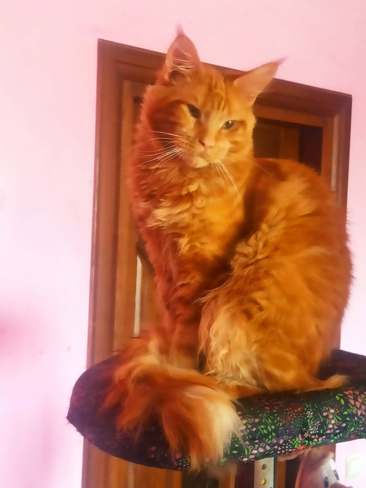 ПРОДАМ ЗА СИМВОЛІЧНІ ГРОШІ МЕЙН-КУНІВ