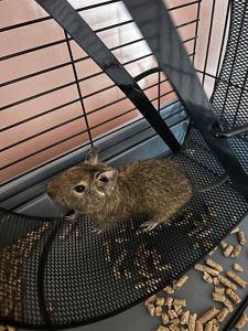 Продаю білочку Дегу з кліткою !