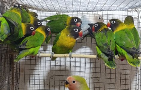 Продам нерозлучники маскові та фішера в м.Рівне