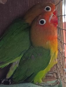 Продам нерозлучники маскові та фішера в м.Рівне