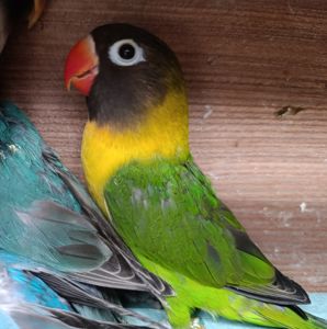 Продам нерозлучники маскові та фішера в м.Рівне