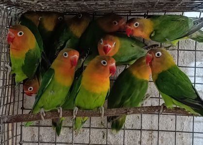 Продам нерозлучники маскові та фішера в м.Рівне