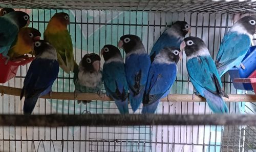 Продам нерозлучники маскові та фішера в м.Рівне