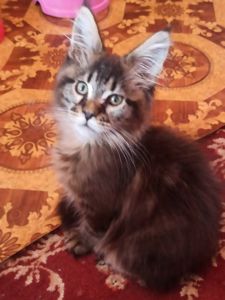 ПРОДАМ ЗА СИМВОЛІЧНІ ГРОШІ МЕЙН-КУНІВ