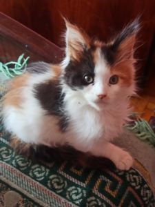 ПРОДАМ ЗА СИМВОЛІЧНІ ГРОШІ МЕЙН-КУНІВ