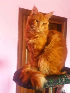 ПРОДАМ ЗА СИМВОЛІЧНІ ГРОШІ МЕЙН-КУНІВ