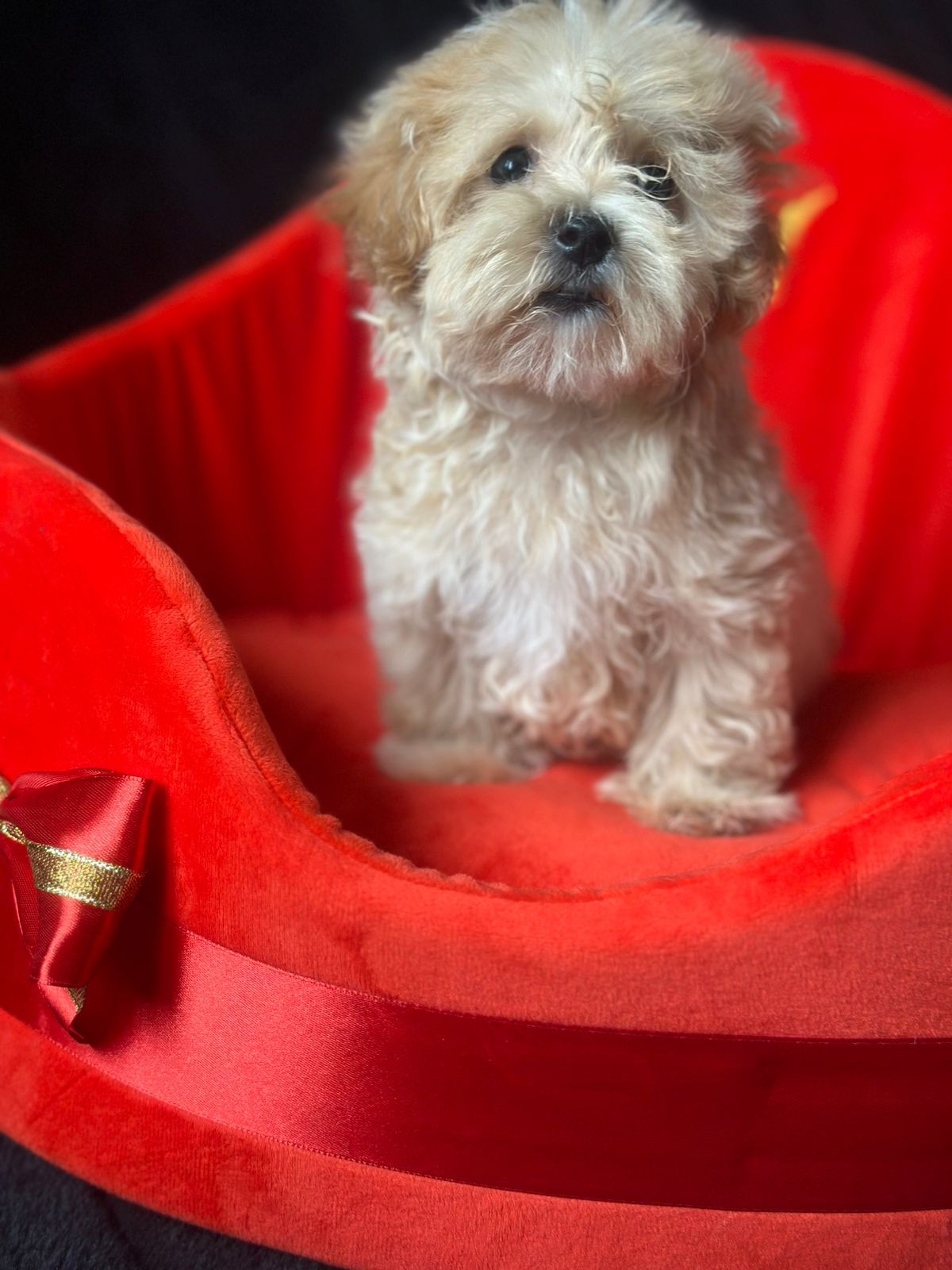 Щенки Мальтипу