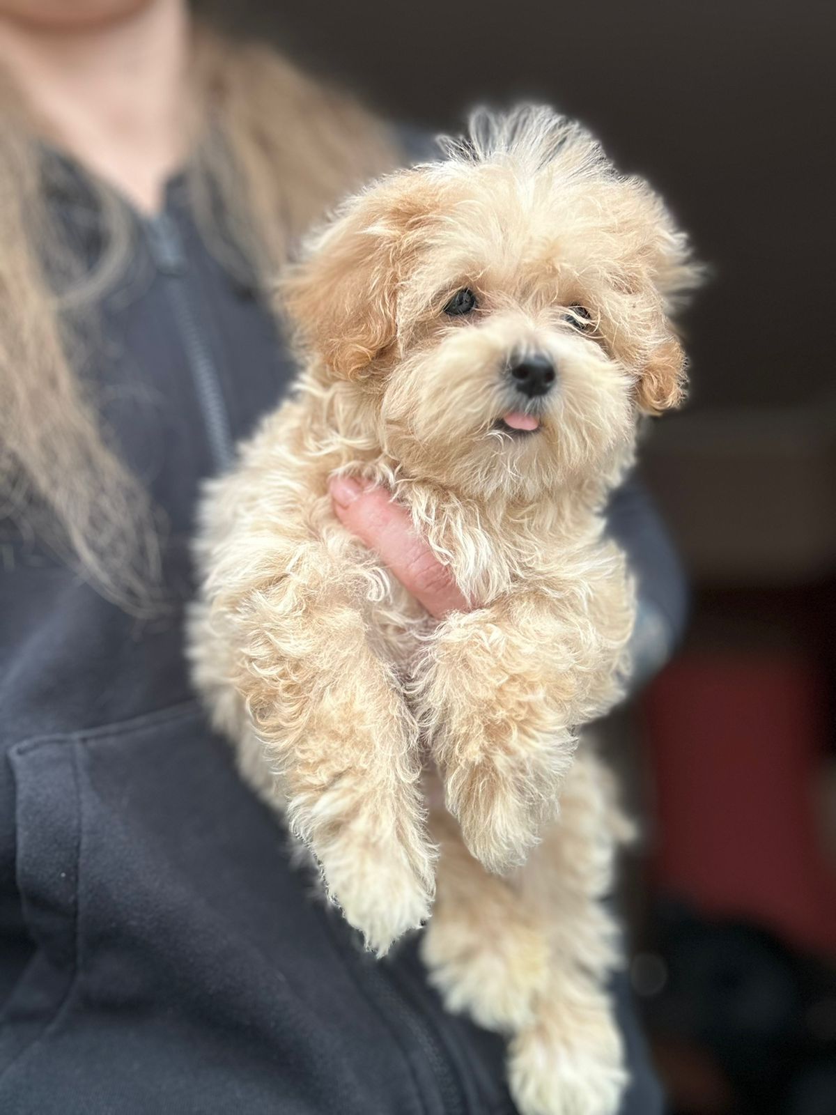 Щенки Мальтипу