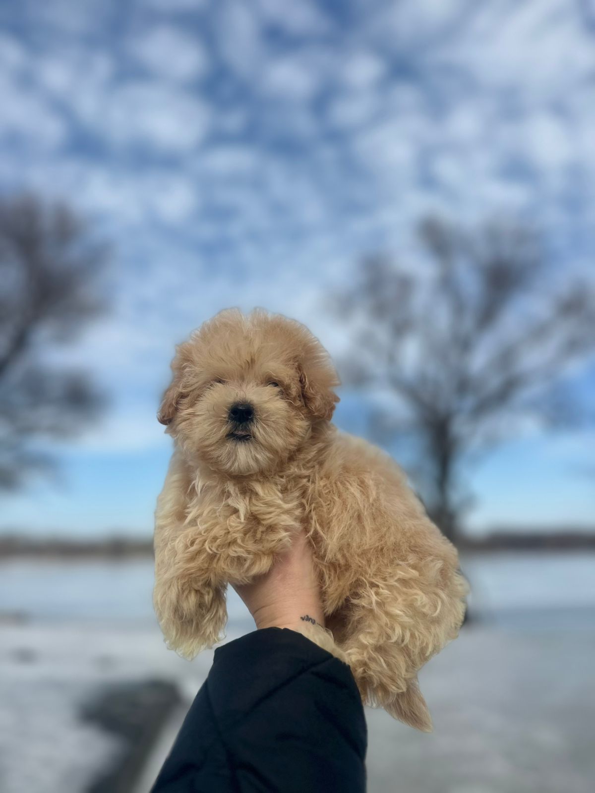 Щенки Мальтипу