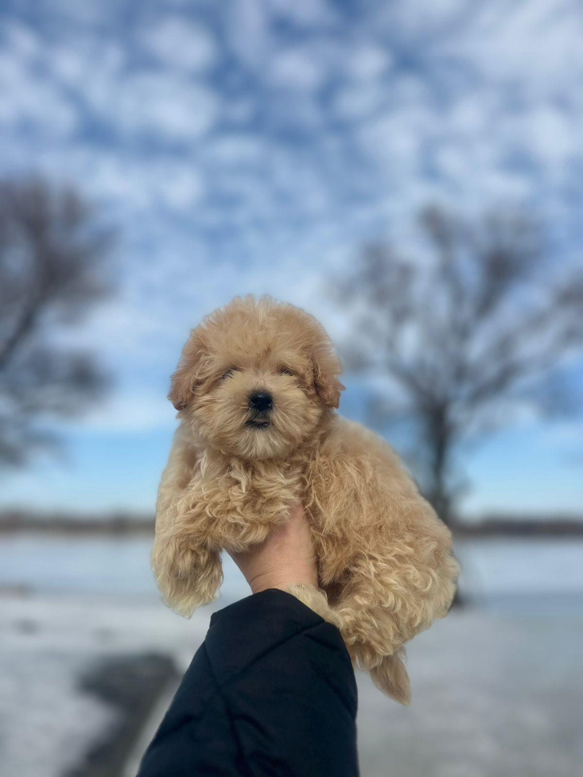 Щенки Мальтипу